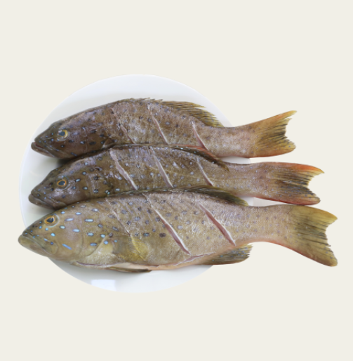 Grouper fish product pic