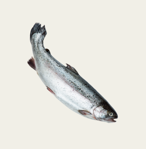 Salmon fish product pic