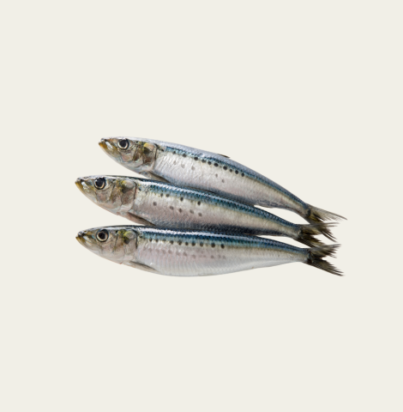 Sardine fish product pic