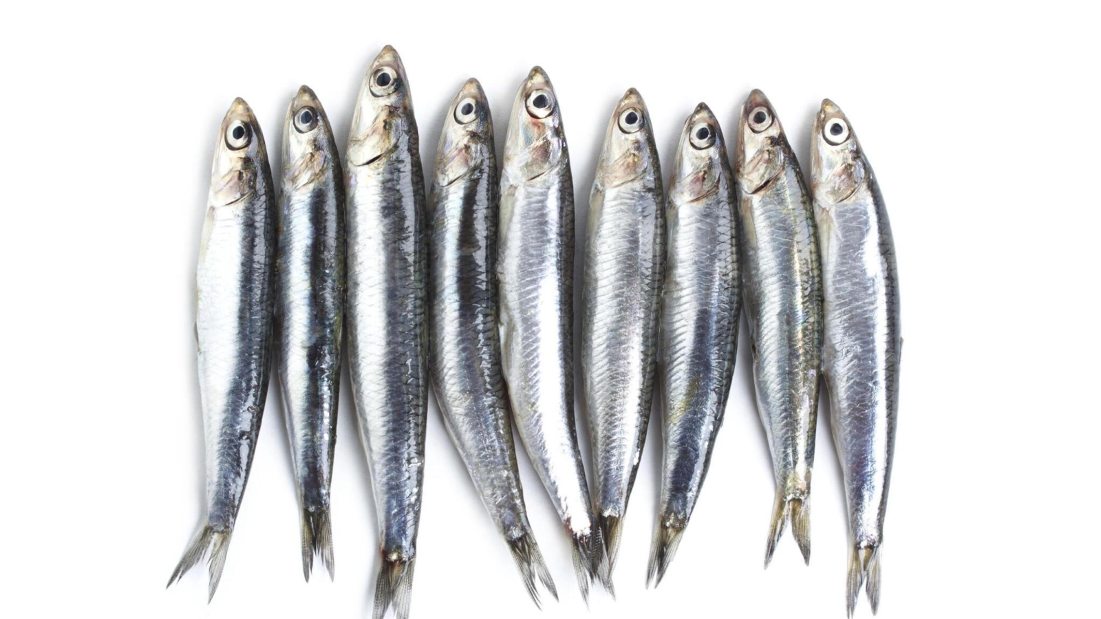 Sardines fish