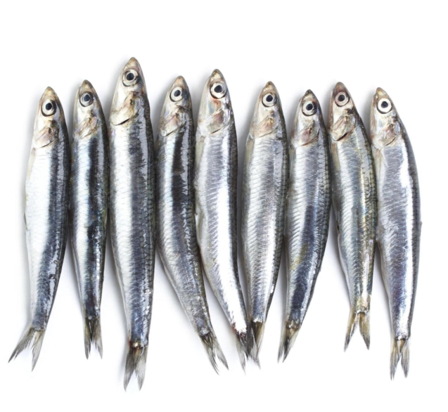 Sardines fish